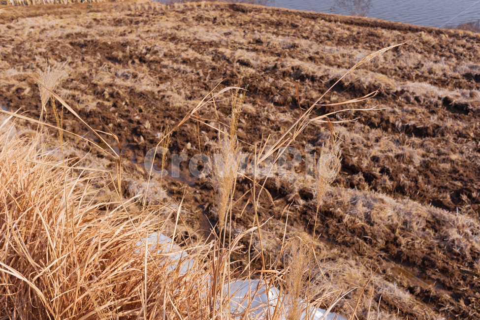plant,식물,grass,잔디,ground,갈대