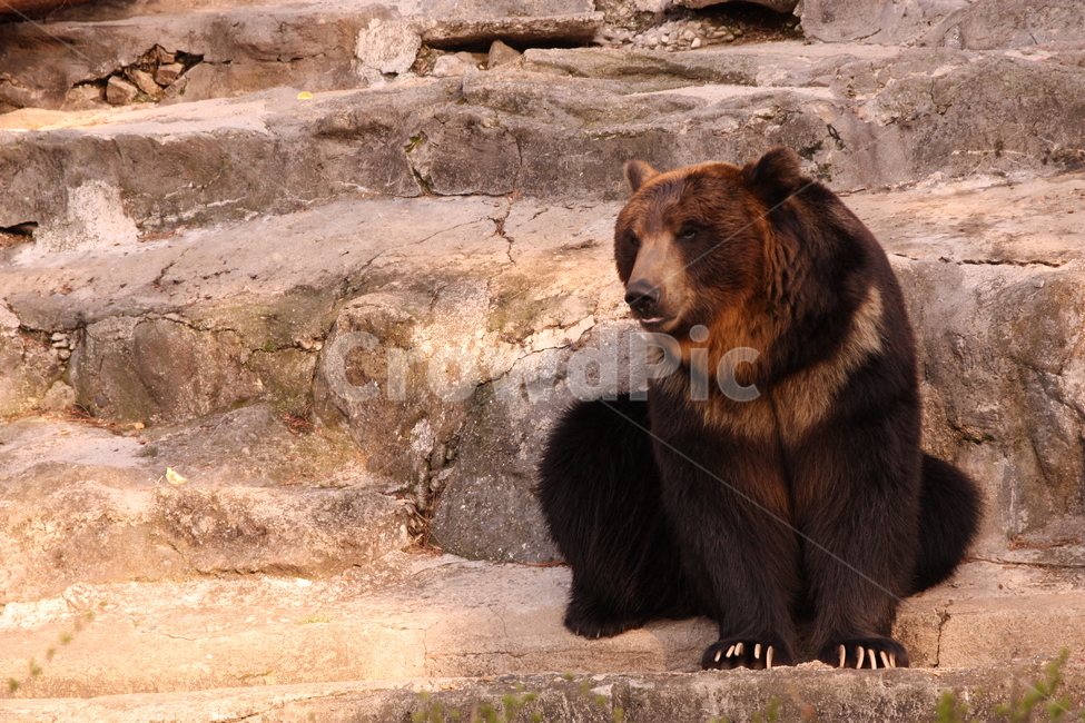 wildlife,야생동물,animal,동물,mammal,포유류,bear,곰,동물,animal,포유류,mammal