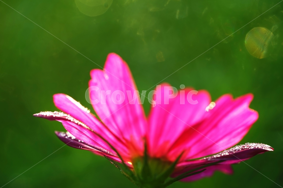 코스모스,꽃,식물,아침이슬,가을,식물,자연,plants,nature,꽃,flower