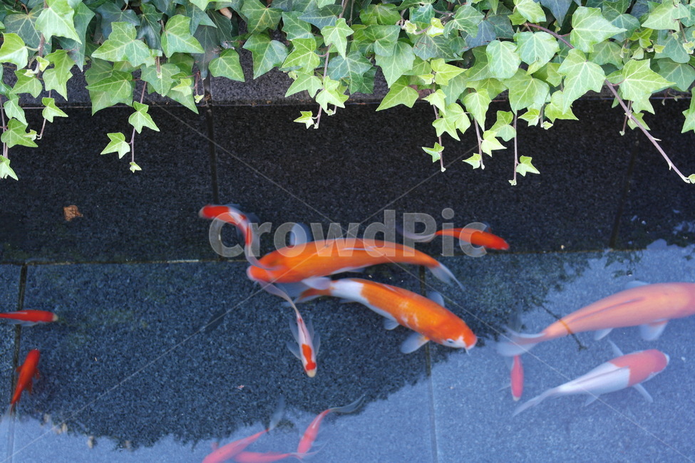 금붕어,헤엄,연못,자유,물고기,동물,animal,어류,물고기,fish