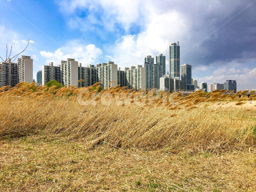 sky,blue sky,cowboy,Reed,nature,background,Yangcheongu,sight,Anyang Stream,Wallpapers
