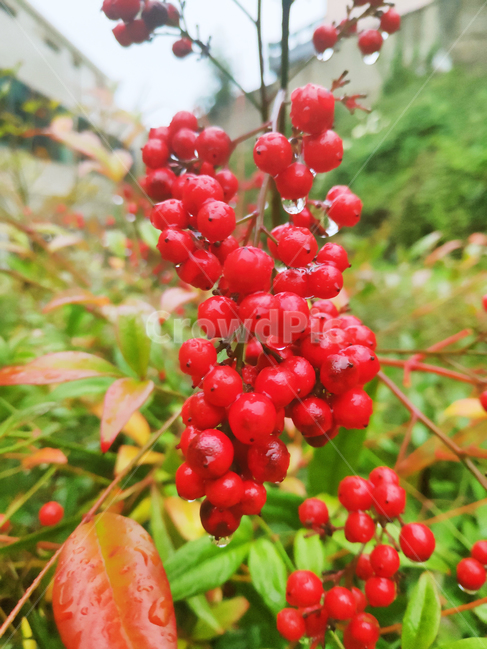 열매,fruit,plant,식물,자연,nature,나무,tree,빨강,red,과일,열매,fruit
