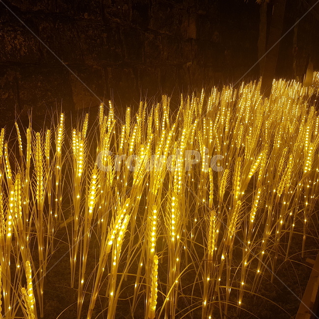 갈대,빛,트윈터널,빛나는갈대,light,밀양