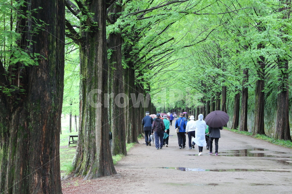 담양,숲,힐링,여행,메타세콰이어,나무,자연,자연,풍경,nature,landscape,여행,휴가,traveling,vacation,trip,arbour,정자,garden,정원,outdoors,옥외