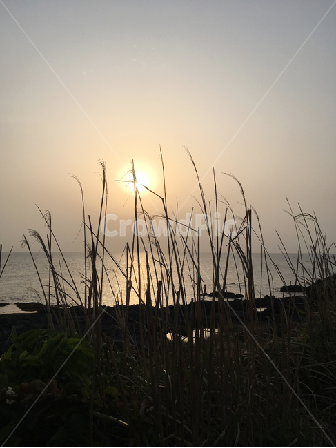 plant,식물,grass,잔디,갈대,reed,석양,sunset,일몰,저녁,분위기,태양