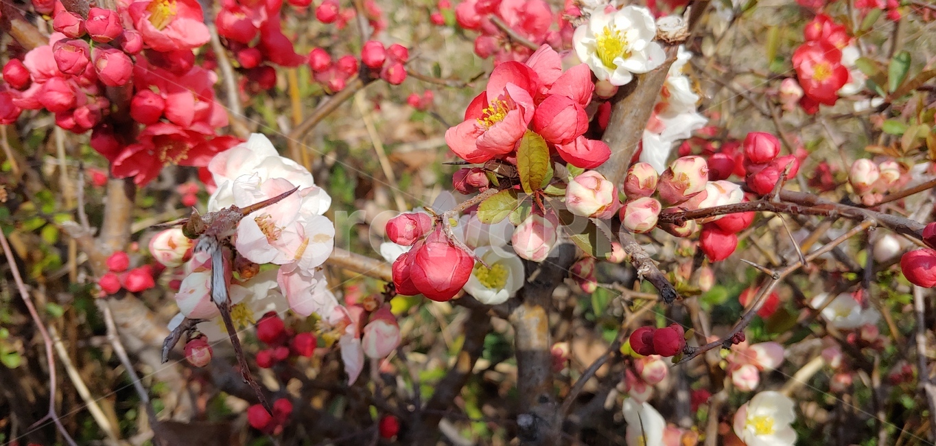 꽃,flower,붉은색,나무,식물,봄,plant,nature,예쁜,화려한,아름다운,분홍색,화단,봄꽃,spring,배경,바탕,계절,자연,식물,자연,plants,nature,꽃,flower