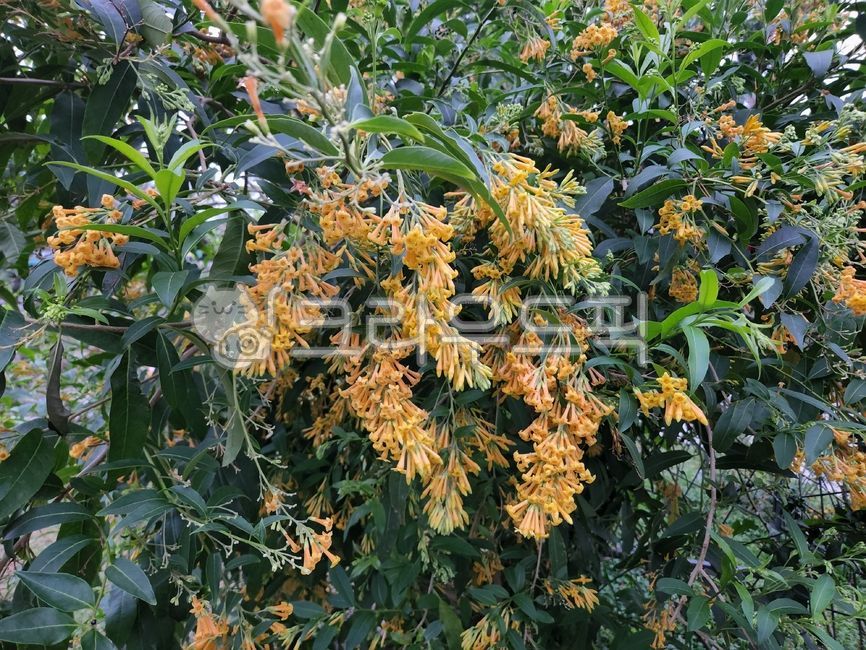 야래향,꽃,노란꽃,cestrumaurantiacum,flower,잎,정원,식물,garden