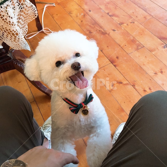 애견,반려견,강아지,애기,dog,친구,귀여움