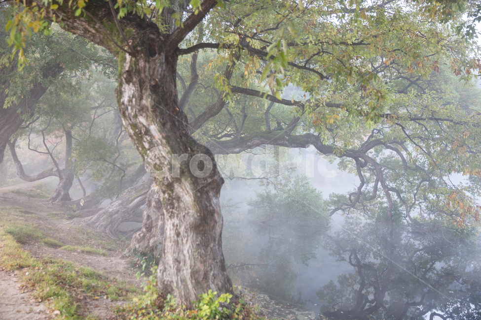 자연,풍경,가을,아침안개,반곡지,몽환적,자연,풍경,nature,landscape,한국자연풍경,한국자연경관,korea nature landscape,tree,나무,plant,식물,tree trunk,나무 줄기