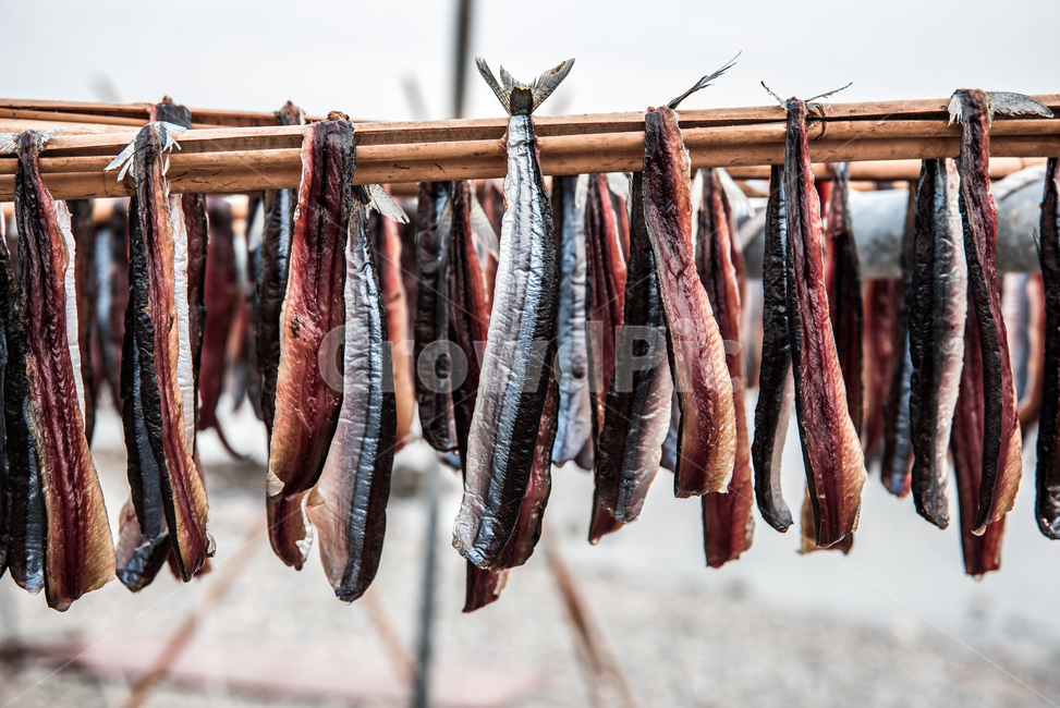 과메기,구룡포,동해,꽁치,거조,바다,술안주,안주,아침,해안,해변,파도,특산물,포항,해풍,신선,해산물,수산물,요리,겨울,sea,food,음식,식재료,요리,food,cook,meal,dishes,food reserves,수산물,해산물,fishery products,seafood