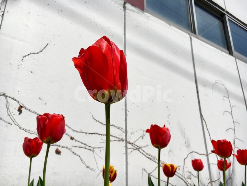 꽃,튤립,봄,식물,나들이,개화,빨강,레드,식물,자연,plants,nature,꽃,flower