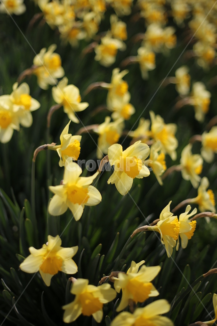 수선화,노랑,봄,봄꽃,자연,봄,계절,spring,season,식물,자연,plants,nature,꽃,flower,plant,blossom