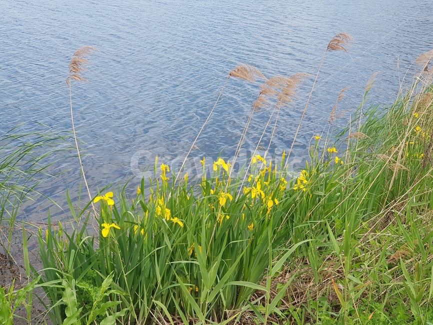 창포,꽃,호수,공원,갈대,자연,물가에사는꽃,jacobswort,iris