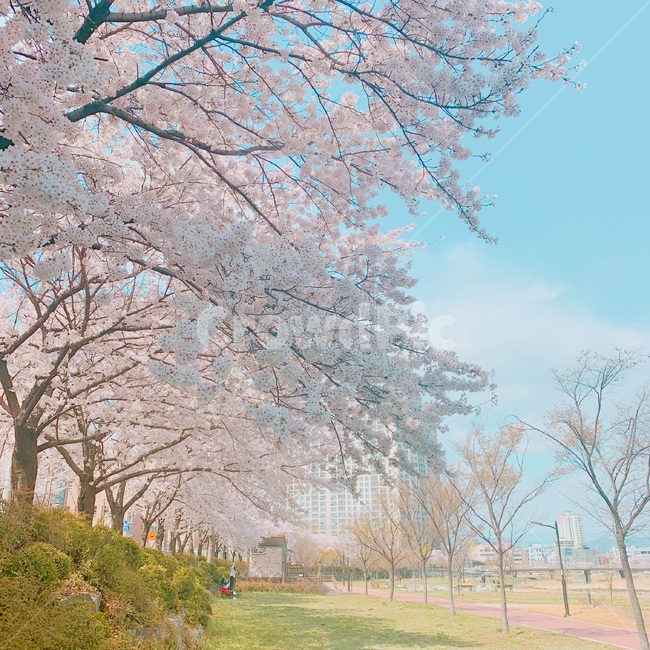벚꽃,봄,나무,풍경,강변