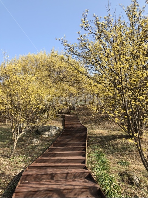 산책로,다리,boardwalk,개나리,꽃,계단,노란꽃