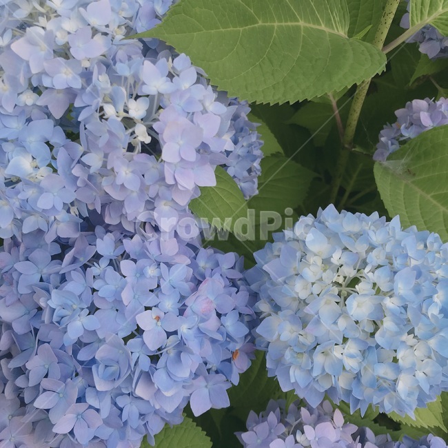 flower,꽃,plant,식물,수국
