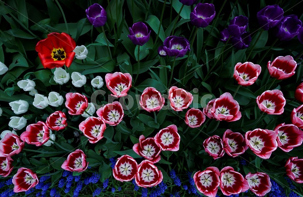 튤립,봄,bloom,꽃,식물,자연,화사함,꽃향기,tulip,colorful,floral,flower,gardenflowers,happymind,life,nature,plant,spring봄,spring,식물,자연,plants,nature,꽃,flower