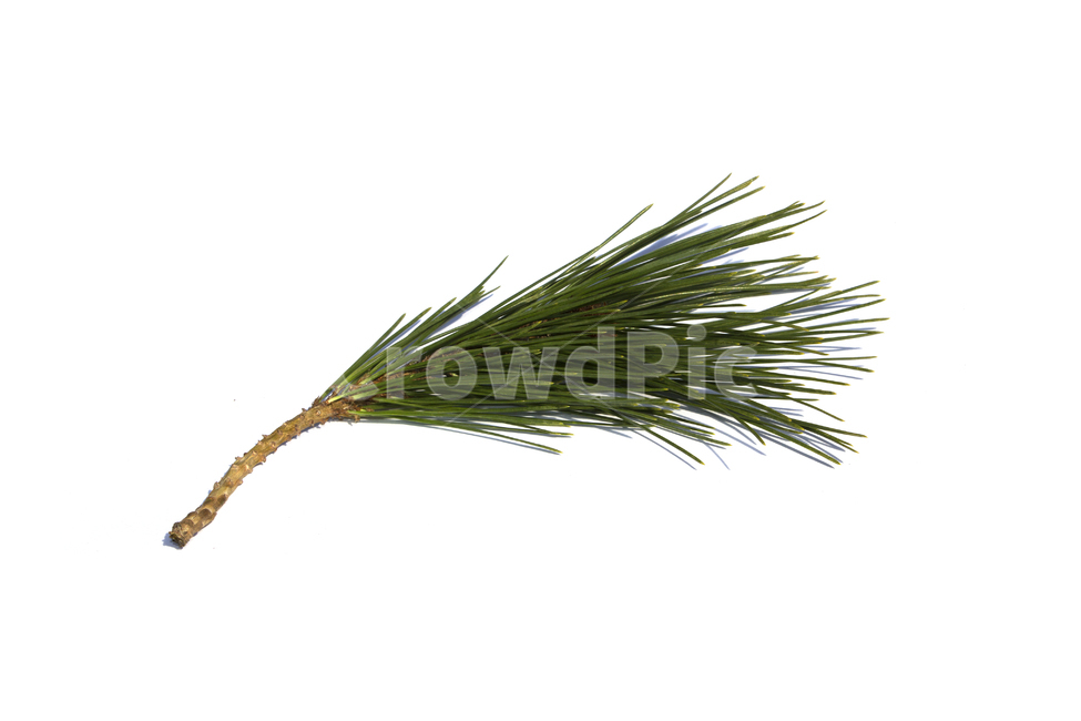 솔잎,잎,잎사귀,바늘,날카로운,침엽수,솔방울,크리스마스,오브젝트,소품,흰배경,식물,자연,장식,겨울,데코,나뭇가지,줄기,소나무,가을,씨앗,나뭇잎,녹색,그린,초록색,탑,탑뷰,탑앵글,소나무잎