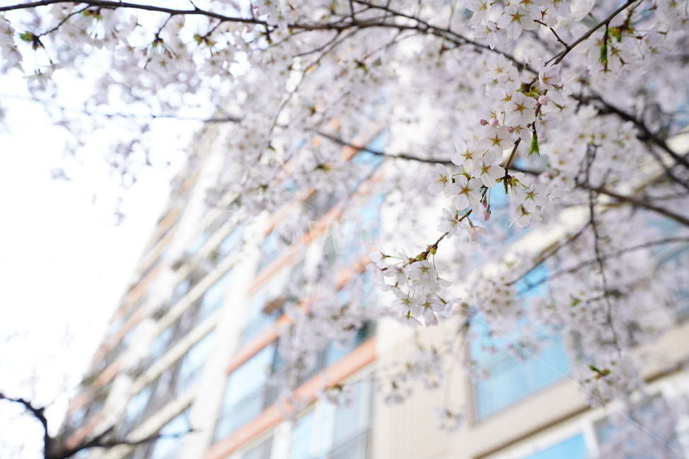 꽃,벚꽃,봄,계절,플라워,화이트,흰색,하얀색,생물,감성,느낌,식물,flower,spring,white,봄,계절,spring,season,식물,자연,plants,nature,꽃,flower,plant,blossom
