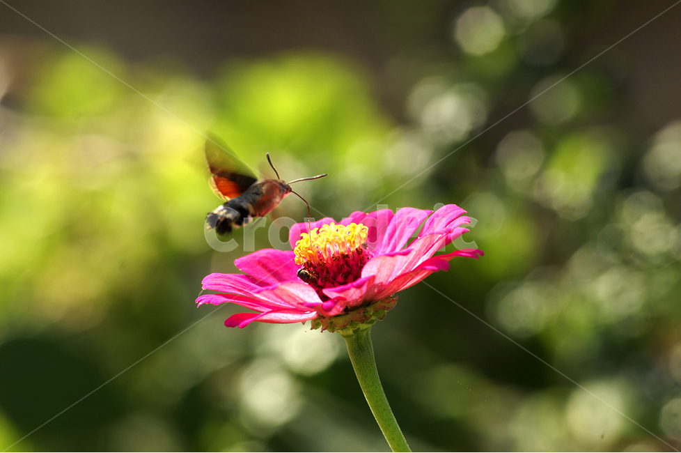 동물,벌,식물,꽃,백일홍,식물,자연,plants,nature,꽃,flower,동물,animal,곤충,벌레,insect,bug