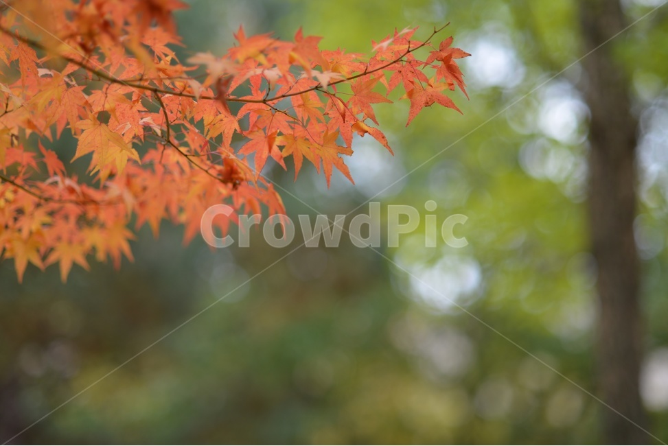 가을,단풍,빨강,나무,자연,가을,계절,fall,autumn,season,plant,식물,leaf,잎,tree