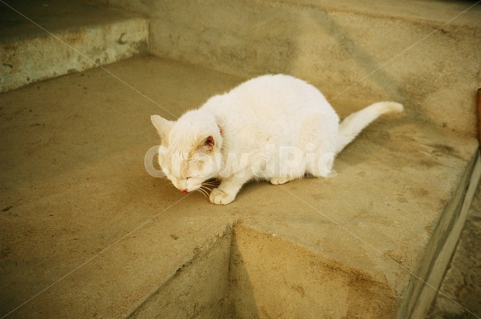 고양이,흰고양이,시골고양이,동물,시골,시골풍경,휴식힐링,동물,animal,포유류,mammal,고양이,cat,kitten,kitty