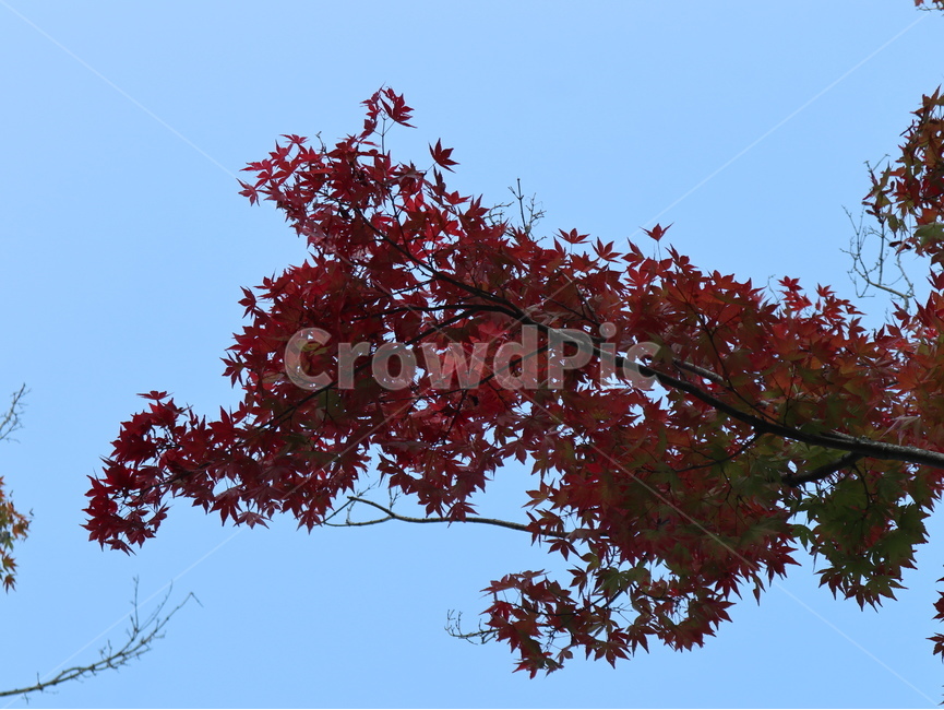 단풍,잎,가을,푸른하늘,leaf,plant,나무,tree,식물,가을,계절,fall,autumn,season,식물,자연,plants,nature