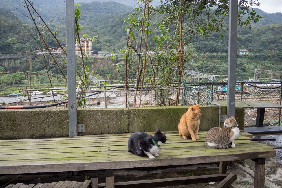 고양이,cat,cats,고양이들,마을고양이,고양이싸움,대만,고양이마을,허우통고양이마을,동물,animal,포유류,mammal,고양이,cat,kitten,kitty