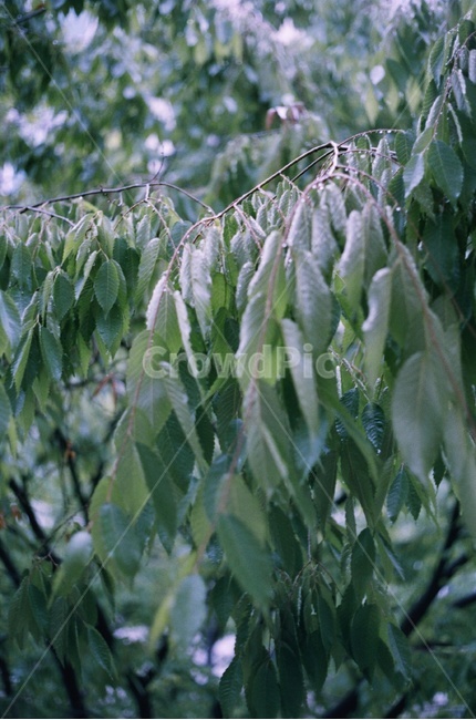 나무,필름,감성,녹색,공원,식물,자연,plants,nature