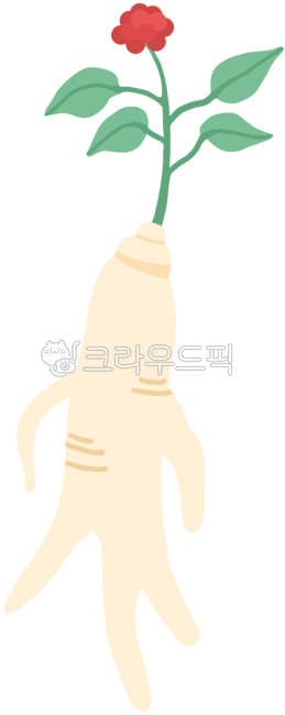 인삼,인삼요소,인삼디자인,인삼손그림,인삼일러스트,인삼그림,한약재,약재,건강,건강식품,삼계탕,인삼뿌리,인삼재료,국내인삼,한국인삼,인삼약재,인삼열매,말복,산삼,초복,복날,보양식,중복