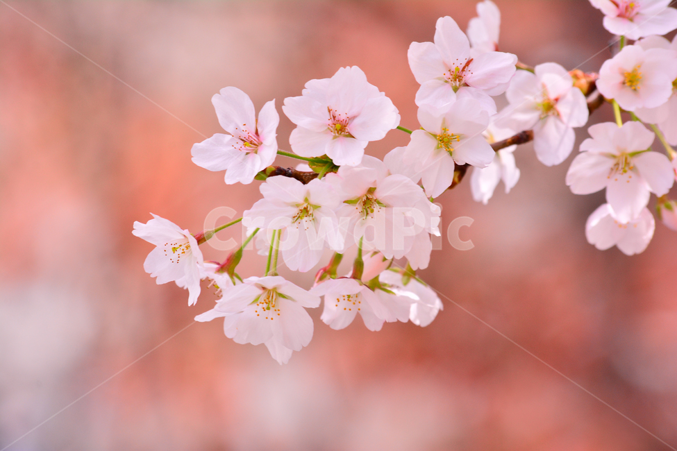 벚꽃,봄꽃,벚나무,4월,3월,분홍색꽃,핑크색,연분홍꽃,토종,pink,flowers,spring,season,계절,시즌,배경,바탕,백그라운드,식물,관목,봄,계절,spring,season,식물,자연,plants,nature,꽃,flower,plant