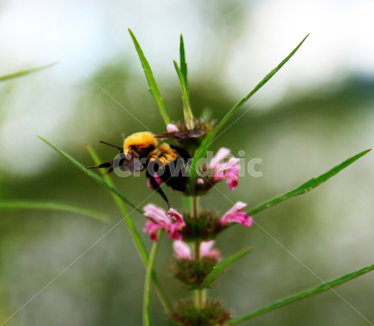 곤충,insect,bee,벌,꿀벌,honeybee,꽃