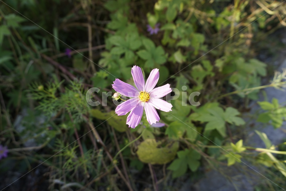 코스모스,꽃,flower,들꽃,야생화,식물,자연,plants,nature,꽃,flower