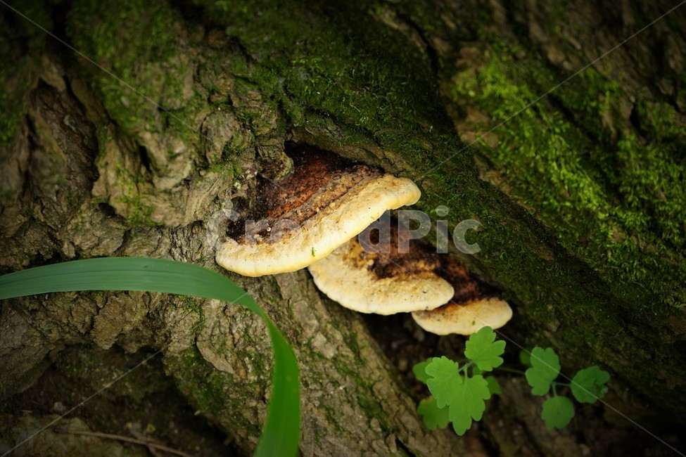자연,버섯,안산,그늘,nature,mushroom,shade,brown,oldtree,forest,버섯,mushroom