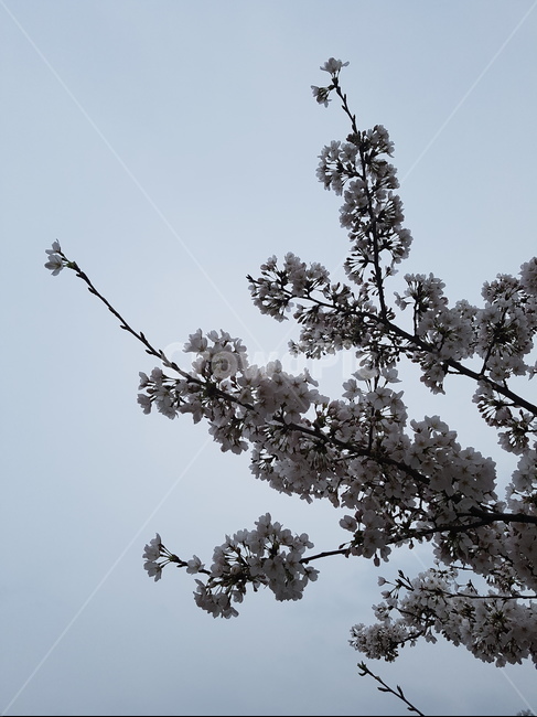 벛꽃,하늘,나무,꽃,봄,봄,계절,spring,season,식물,자연,plants,nature,꽃,flower,plant,blossom