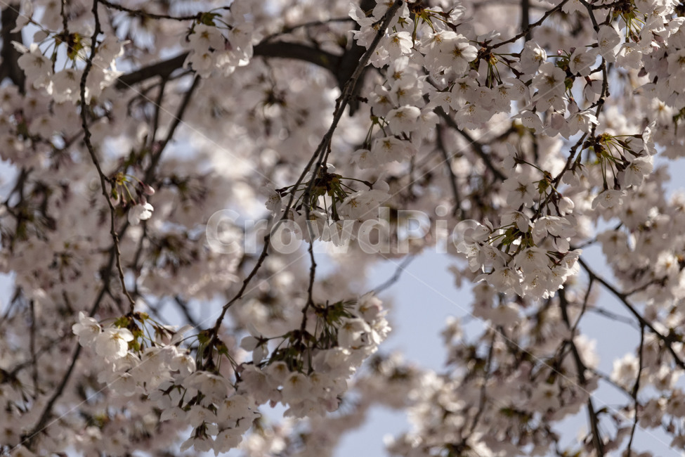 벚꽃,벚나무,cherryblossoms,봄꽃,벚나무꽃,흰꽃