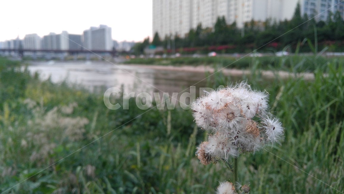 지칭개,꽃,자주색꽃,자주색,녹색,식물,배경,감성,계절,flower,apurpleflower,green,flant,background,emotional,season,bloom