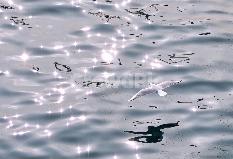 바다,갈매기,윤슬,저공비행,파도,동물,animal,조류,새,birds,휴식,힐링,rest,relaxation,healing