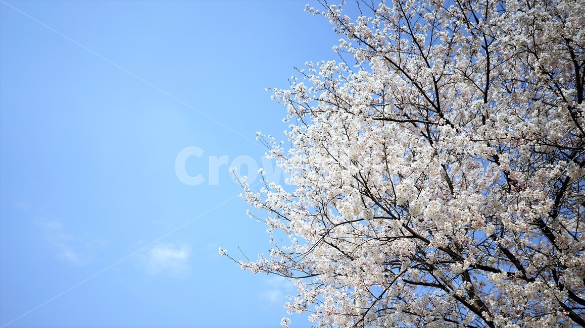 하늘,벚꽃,cherryblossoms,さくら,사쿠라,식물,봄,계절,spring,season