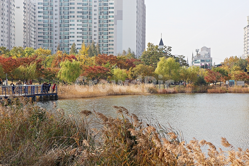 부천호수공원,호수,갈대,억새,식물,자연,풍경,풀,잡초,공원,가을,계절,fall,autumn,season,자연,풍경,nature,landscape,water,물