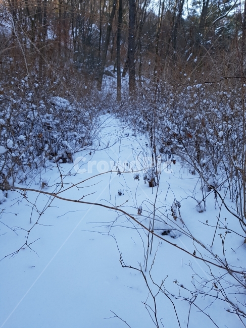 가시,손금,험난함,삶,운명,겨울,계절,winter,season,자연,풍경,nature,landscape,outdoors,옥외,tree,나무,plant,식물,vegetation,초목,forest,숲,woodland,삼림지,land,땅