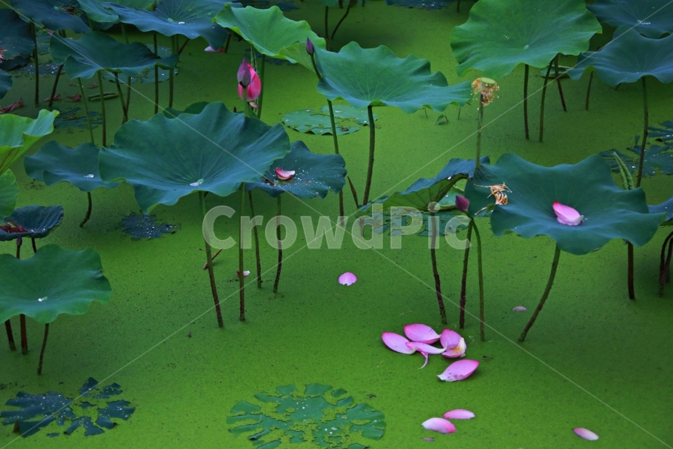 연꽃,백련지,낙화,홍련,연,식물,자연,plants,nature,꽃,flower
