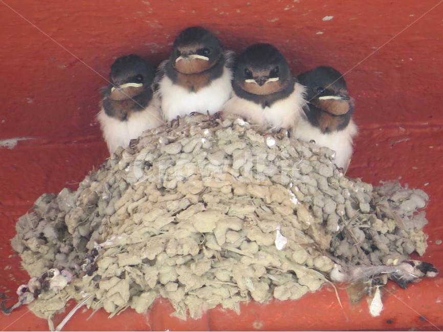 제비,새,동물,생태사진,생물,동물,animal,조류,새,birds