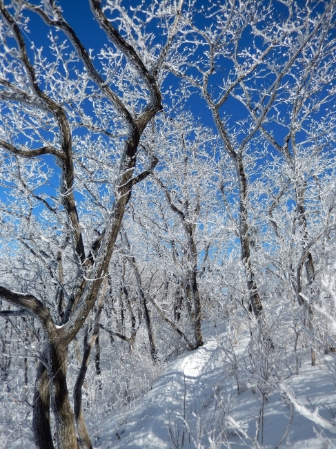 민주지산,눈꽃풍경,상고대,겨울풍경,겨울동화,눈풍경,파란하늘,100대명산,겨울명산,설경,서리꽃,영동,자연,풍경,nature,landscape,겨울,계절,winter,season,outdoors,옥외,snow,눈,storm,폭풍,blizzard,눈보라