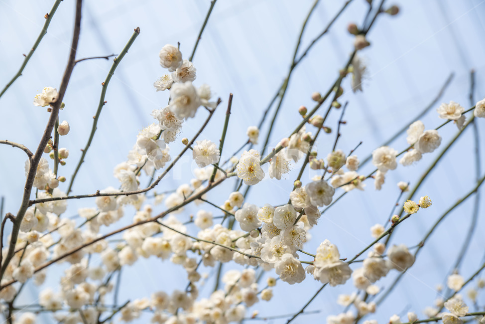 매화,꽃,봄꽃,매화나무,이화원,식물원,plant,식물,식물,자연,plants,nature,꽃,flower