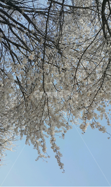 봄,꽃,컬러,하얀색,벚꽃,식물,spring,flower,color,white,cherryblossoms