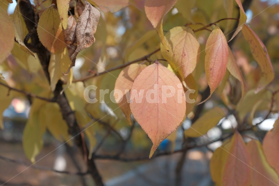 나뭇잎,단풍,단풍잎,잎,나무,가을,가을,계절,fall,autumn,season,veins,정맥,leaf,plant,식물