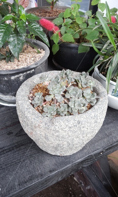 다육식물,다육이,화분,돌화분,분재,식물,자연,plants,nature