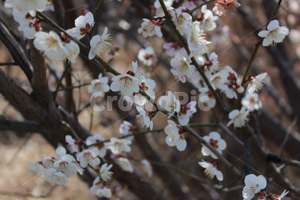 꽃,길가,색감,봄,spring,계절,분위기,flower,매화,벚꽃,겹벚꽃,흰꽃,white,sensitive,feeling