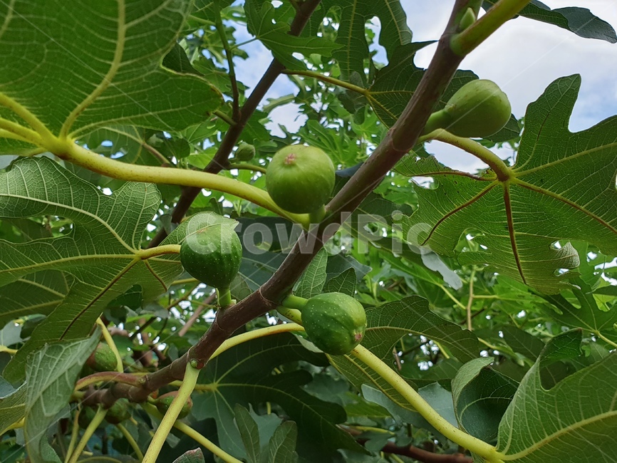 무화과,열매,나무,과일,무화과나무,식물,자연,plants,nature,과일,열매,fruit
